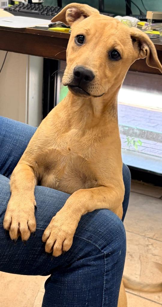 Enlarge Brit, a Adoptable Mixed Breed in Batesville, AR image 1/1