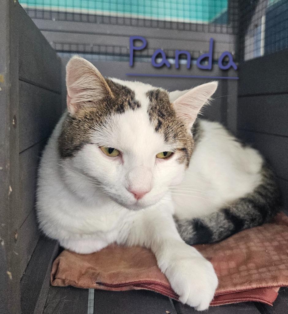 Enlarge Panda, a Adoptable mixed breed in Jim Thorpe, PA image 1/4