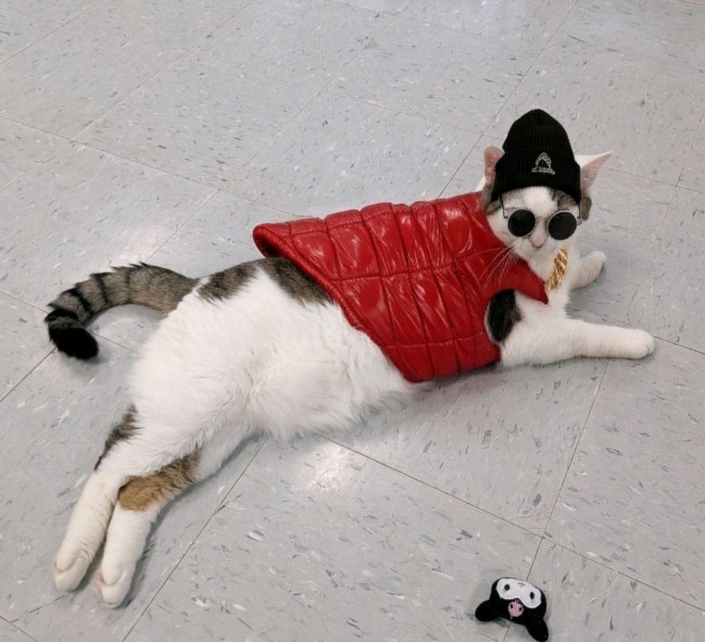 Enlarge Panda, a Adoptable mixed breed in Jim Thorpe, PA image 2/4