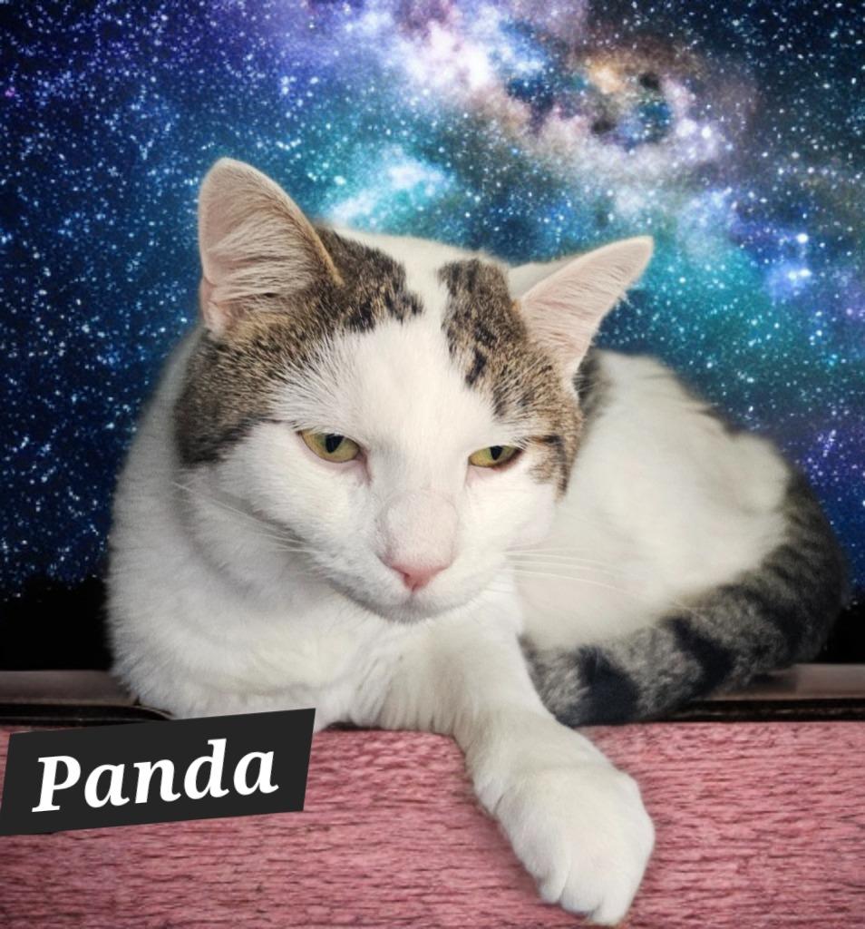 Enlarge Panda, a Adoptable mixed breed in Jim Thorpe, PA image 3/4