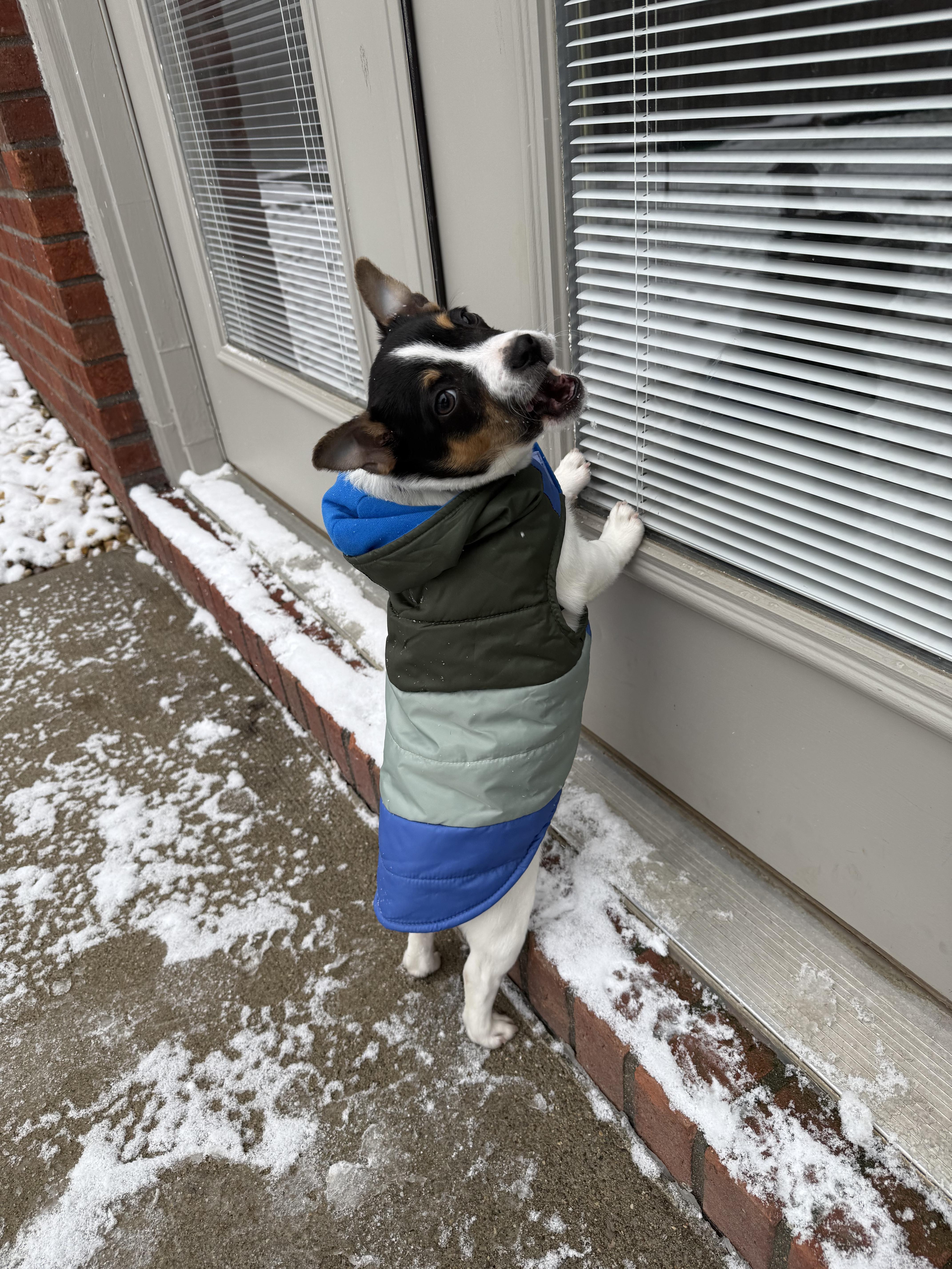 Enlarge Potato , an adopted Rat Terrier in Lexington, KY image 1/5