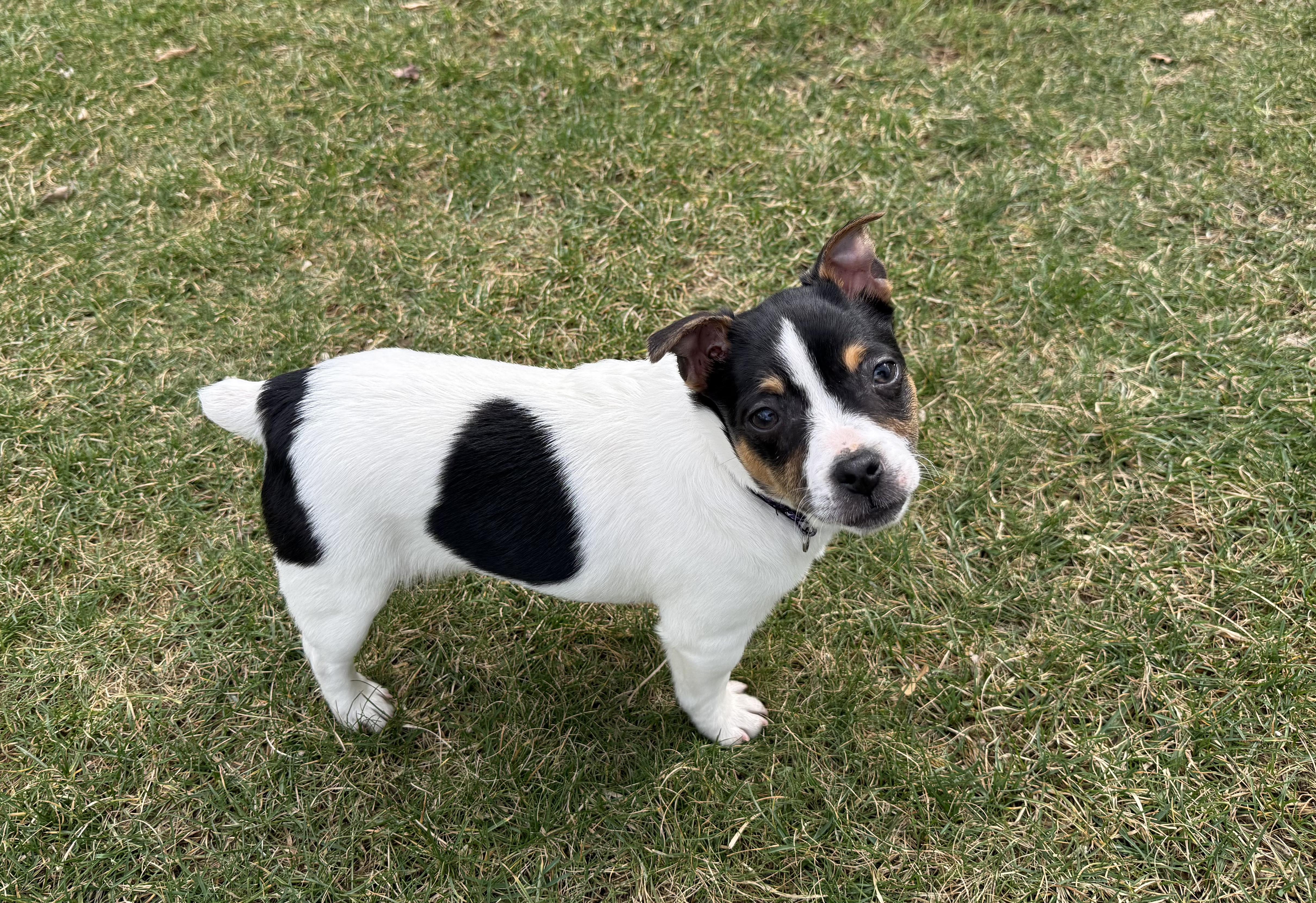 Enlarge Potato , an adopted Rat Terrier in Lexington, KY image 5/5
