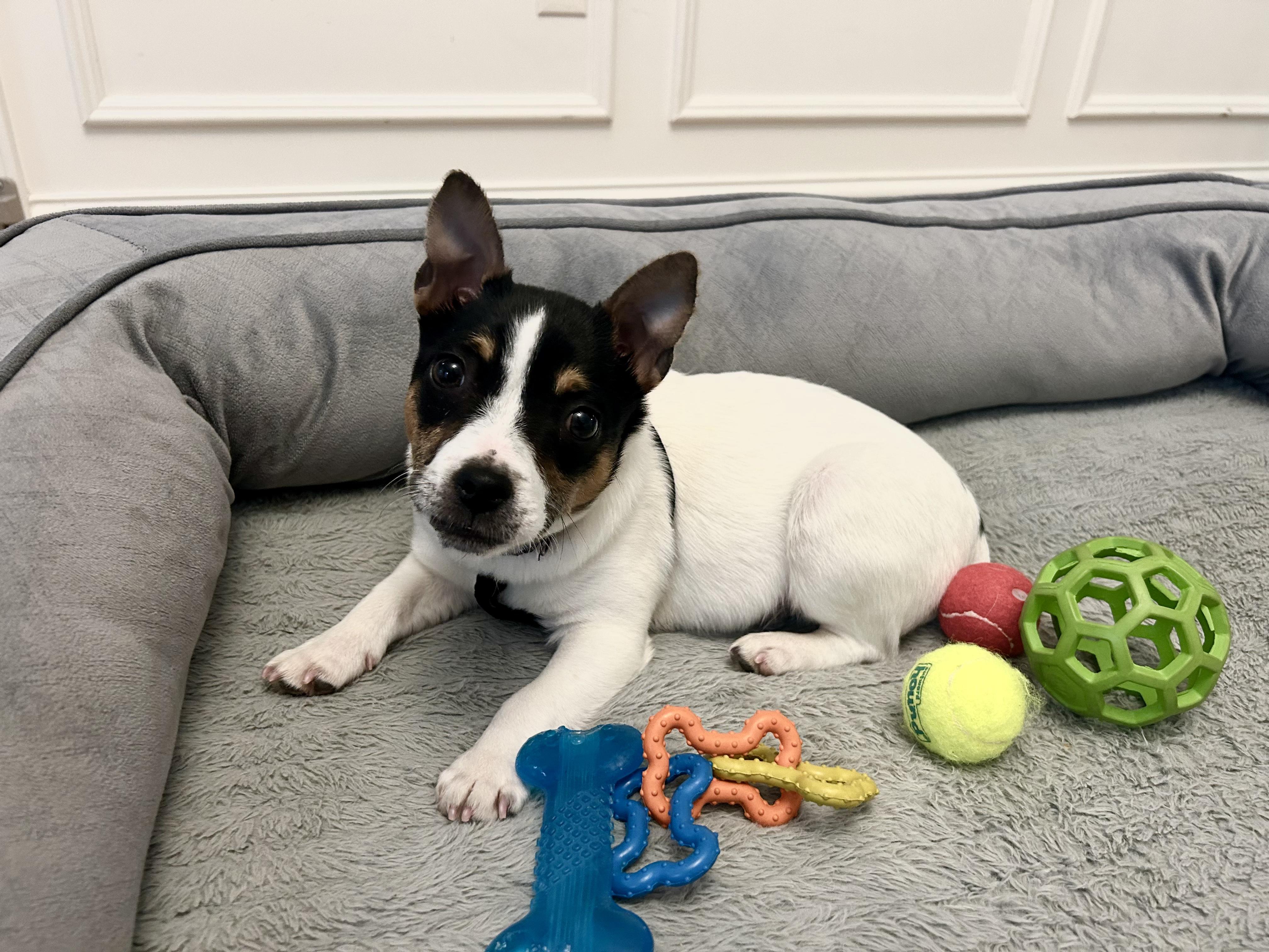 Enlarge Potato , an adopted Rat Terrier in Lexington, KY image 4/5