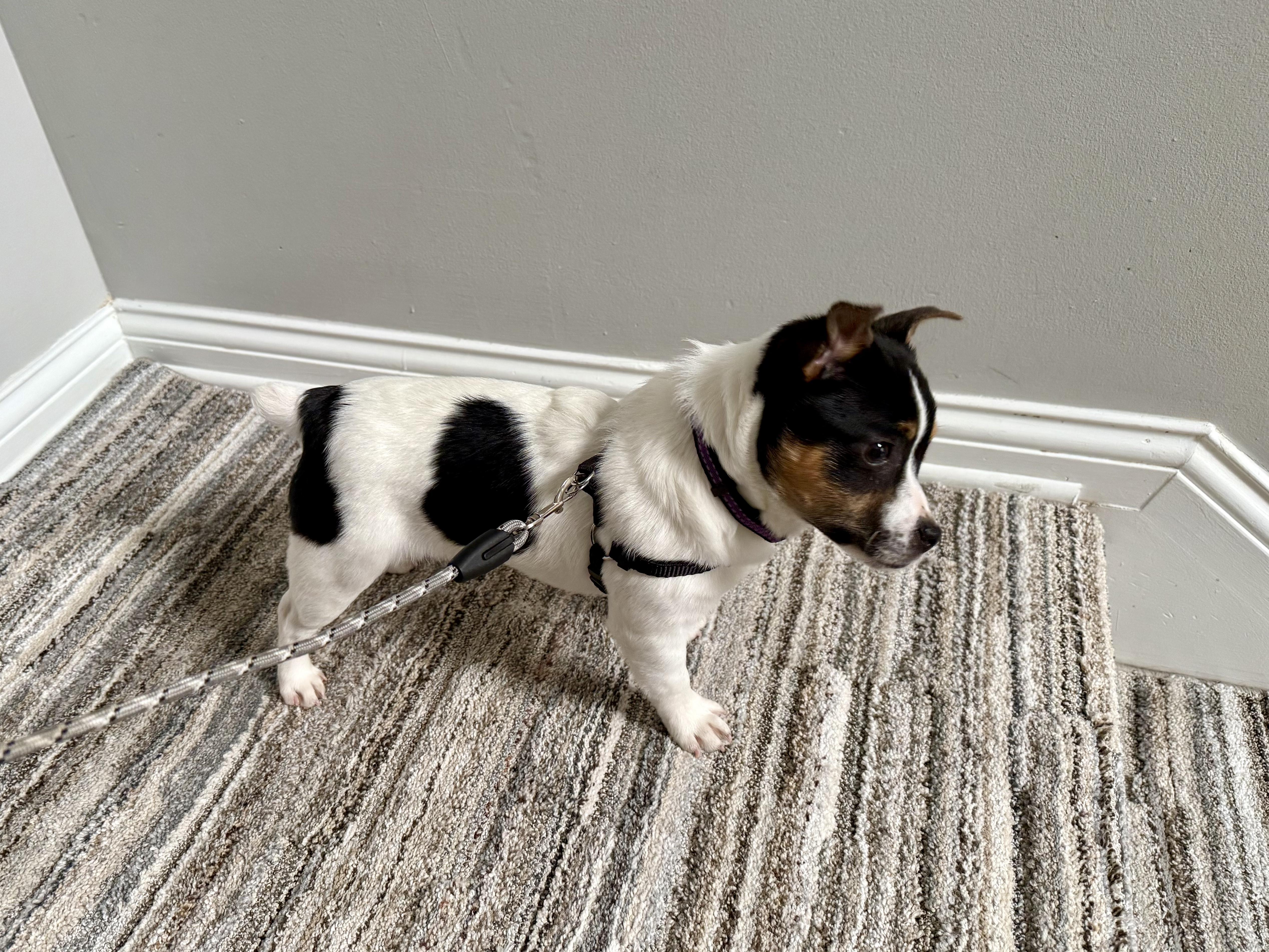 Enlarge Potato , an adopted Rat Terrier in Lexington, KY image 2/5