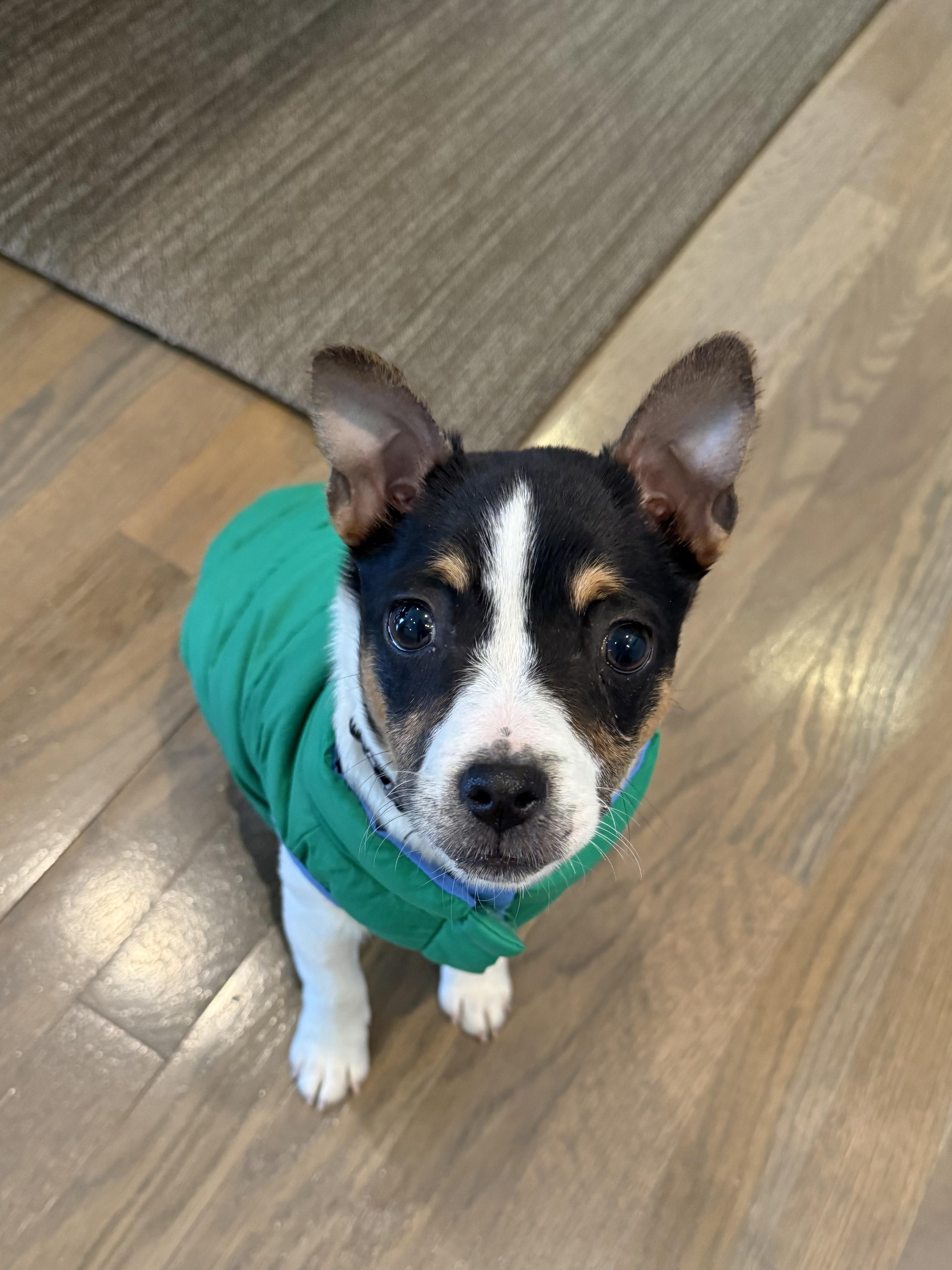 Enlarge Potato , an adopted Rat Terrier in Lexington, KY image 3/5