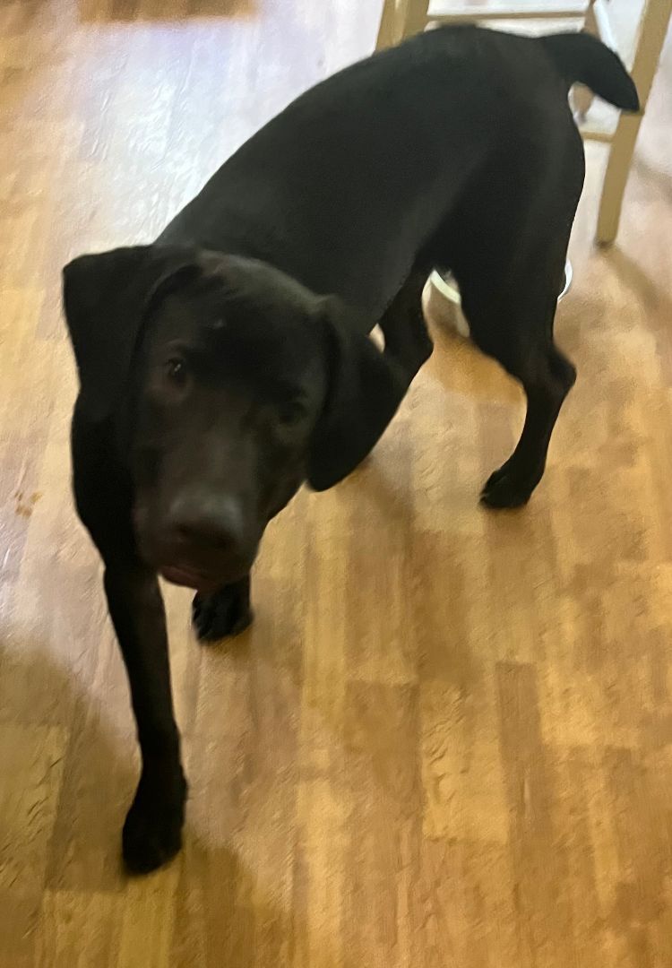 Enlarge CASSIDY, a Adoptable mixed breed in Byhalia, MS image 1/9