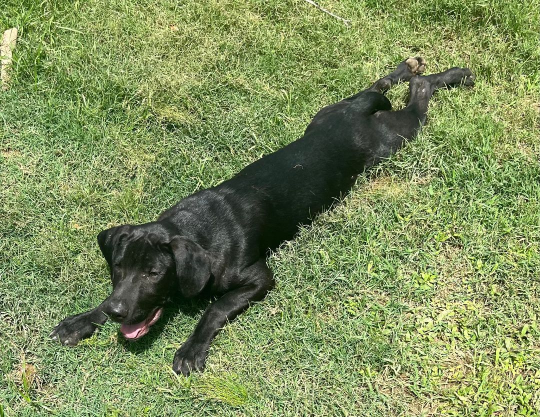 Enlarge CASSIDY, a Adoptable mixed breed in Byhalia, MS image 2/9