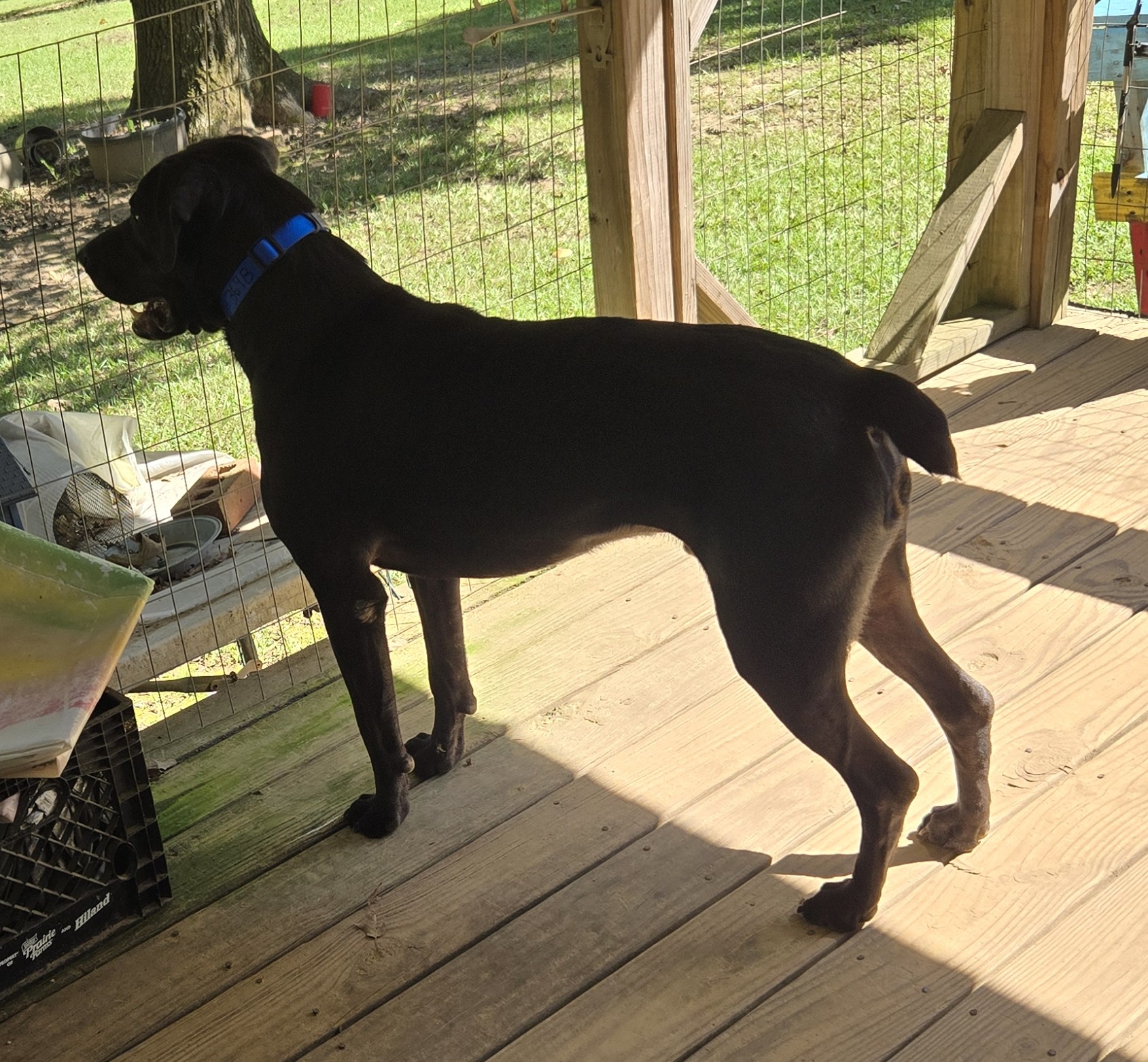 Enlarge CASSIDY, a Adoptable mixed breed in Byhalia, MS image 3/9