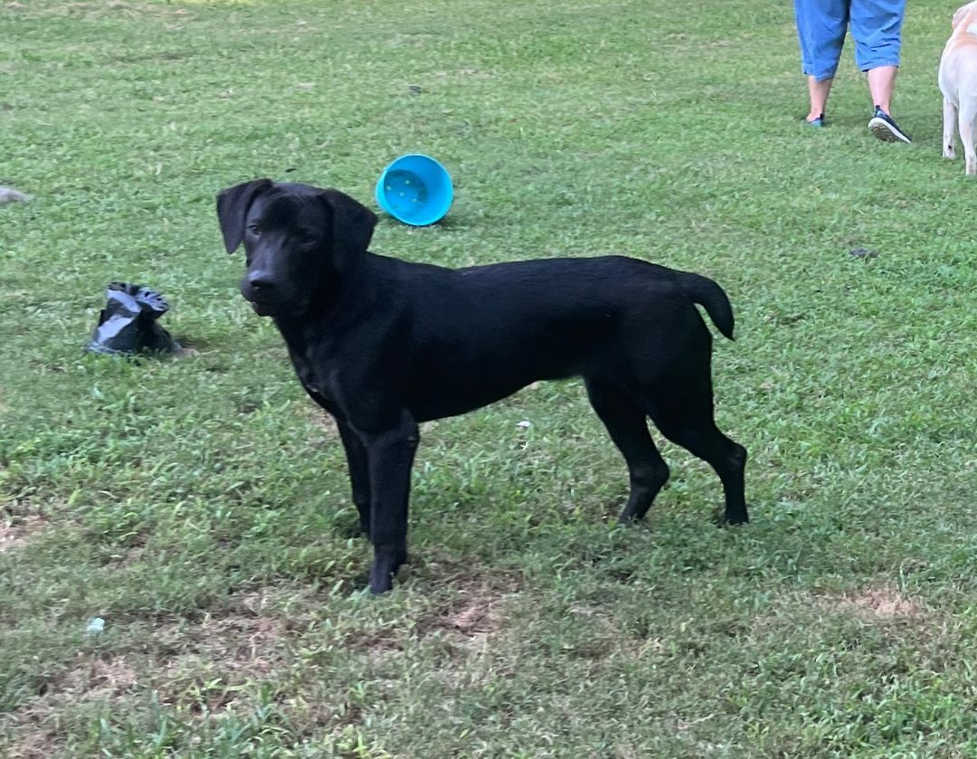Enlarge CASSIDY, a Adoptable mixed breed in Byhalia, MS image 4/9