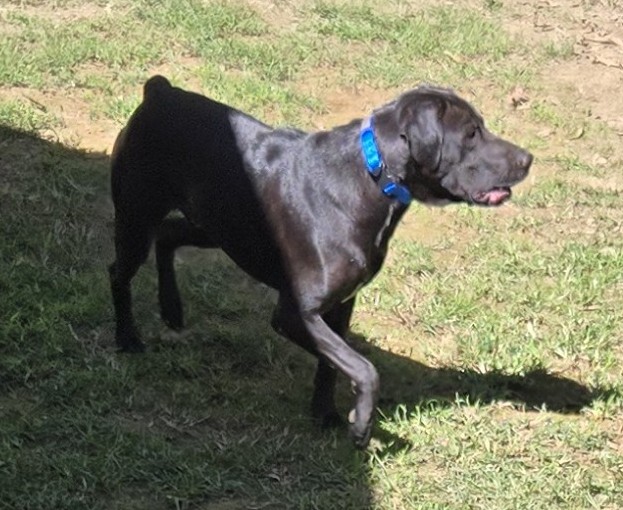 Enlarge CASSIDY, a Adoptable mixed breed in Byhalia, MS image 5/9