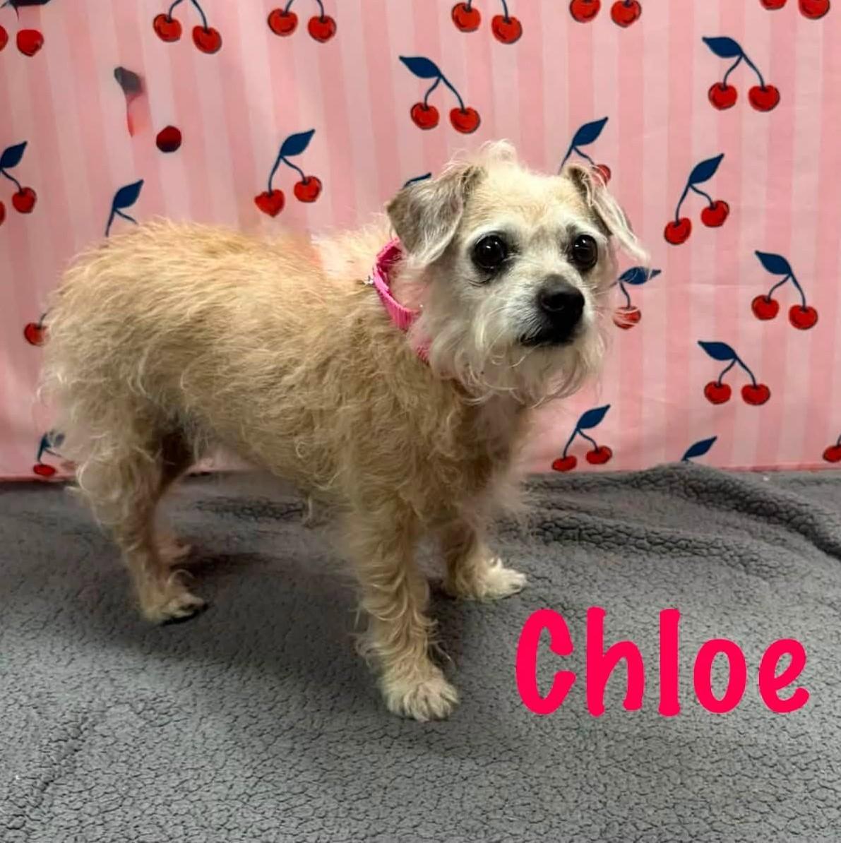 Chloe, an adopted mixed breed in Albany, NY image 6/6