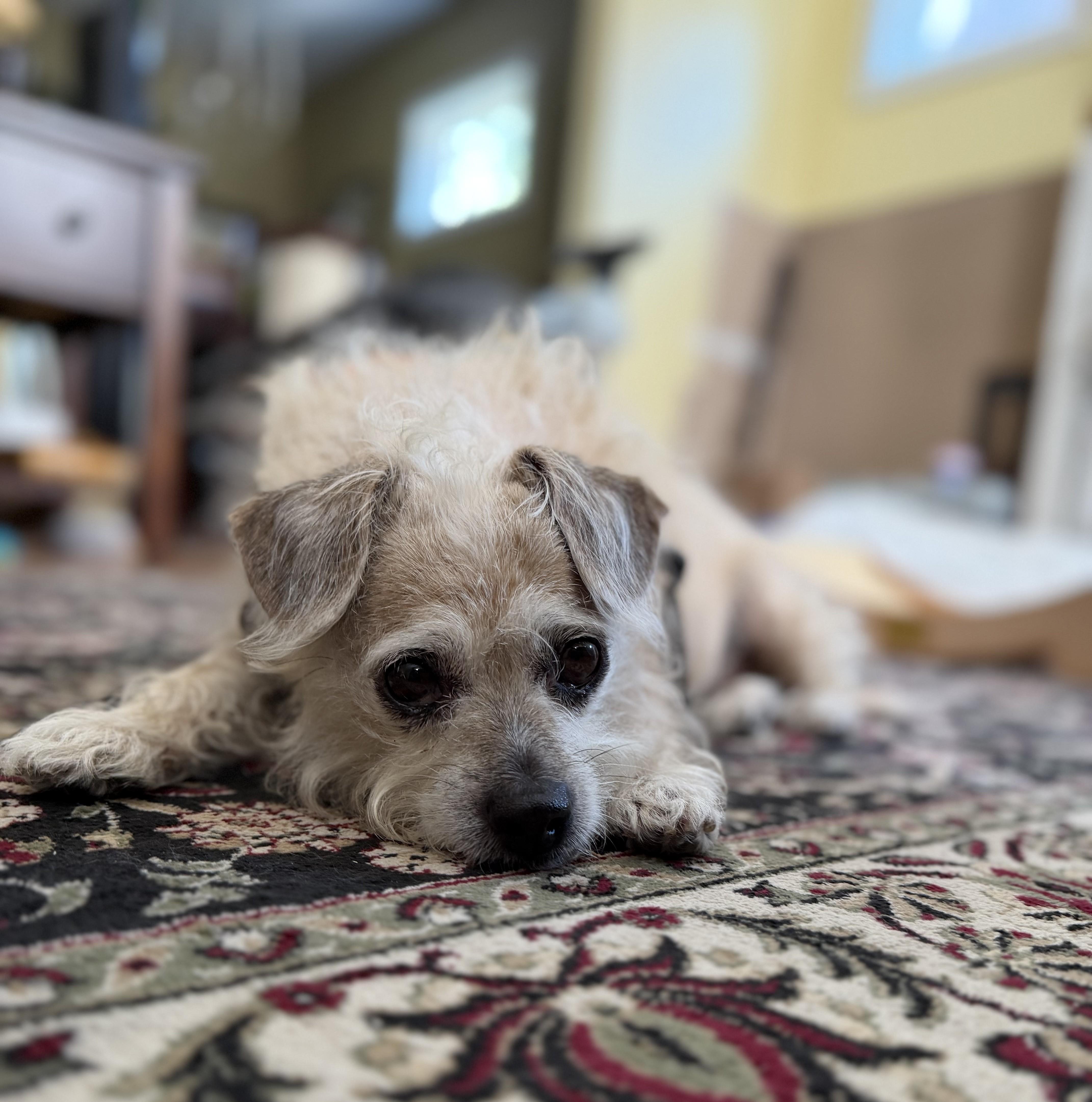 Chloe, an adopted mixed breed in Albany, NY image 5/6