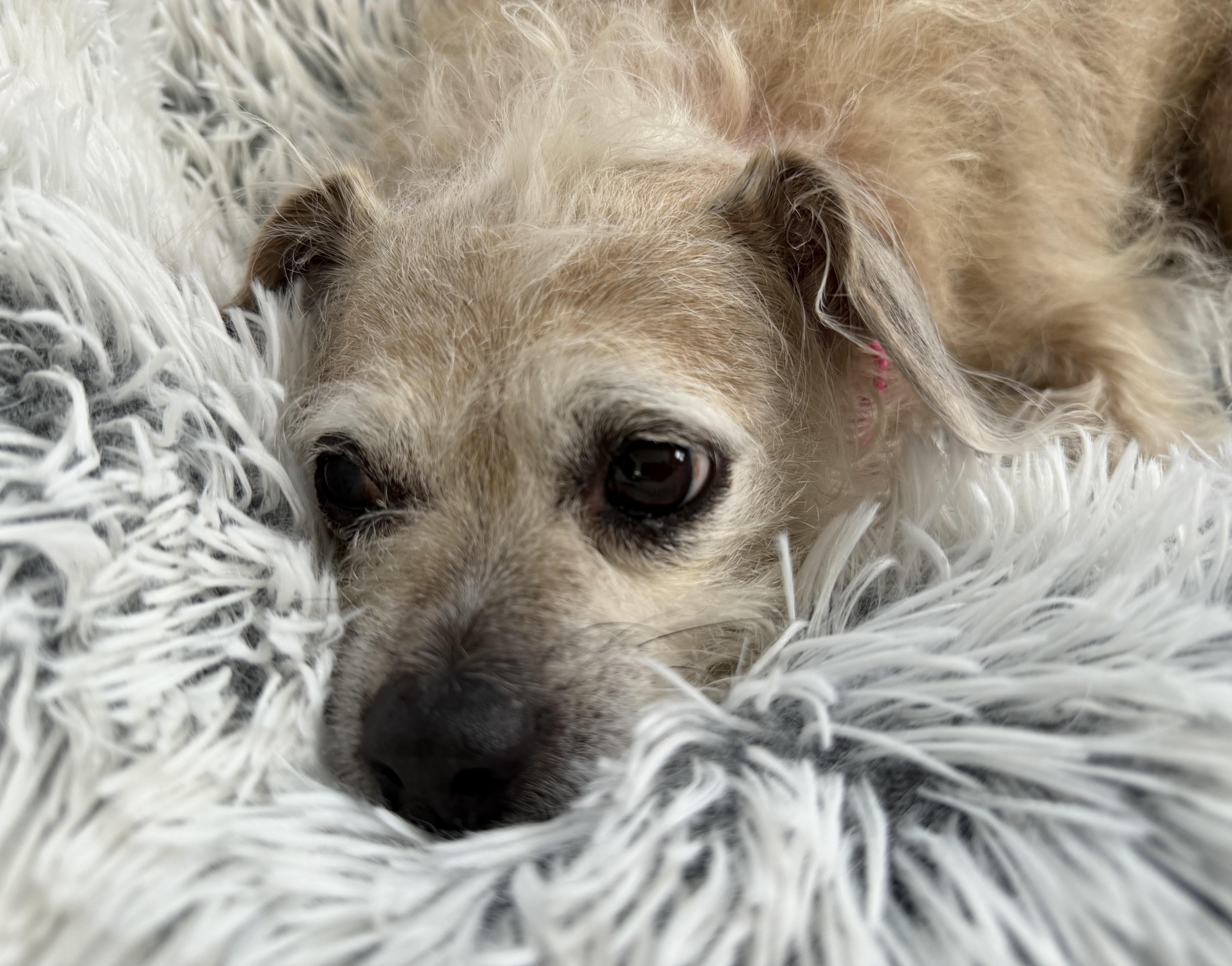 Chloe, an adopted mixed breed in Albany, NY image 3/6
