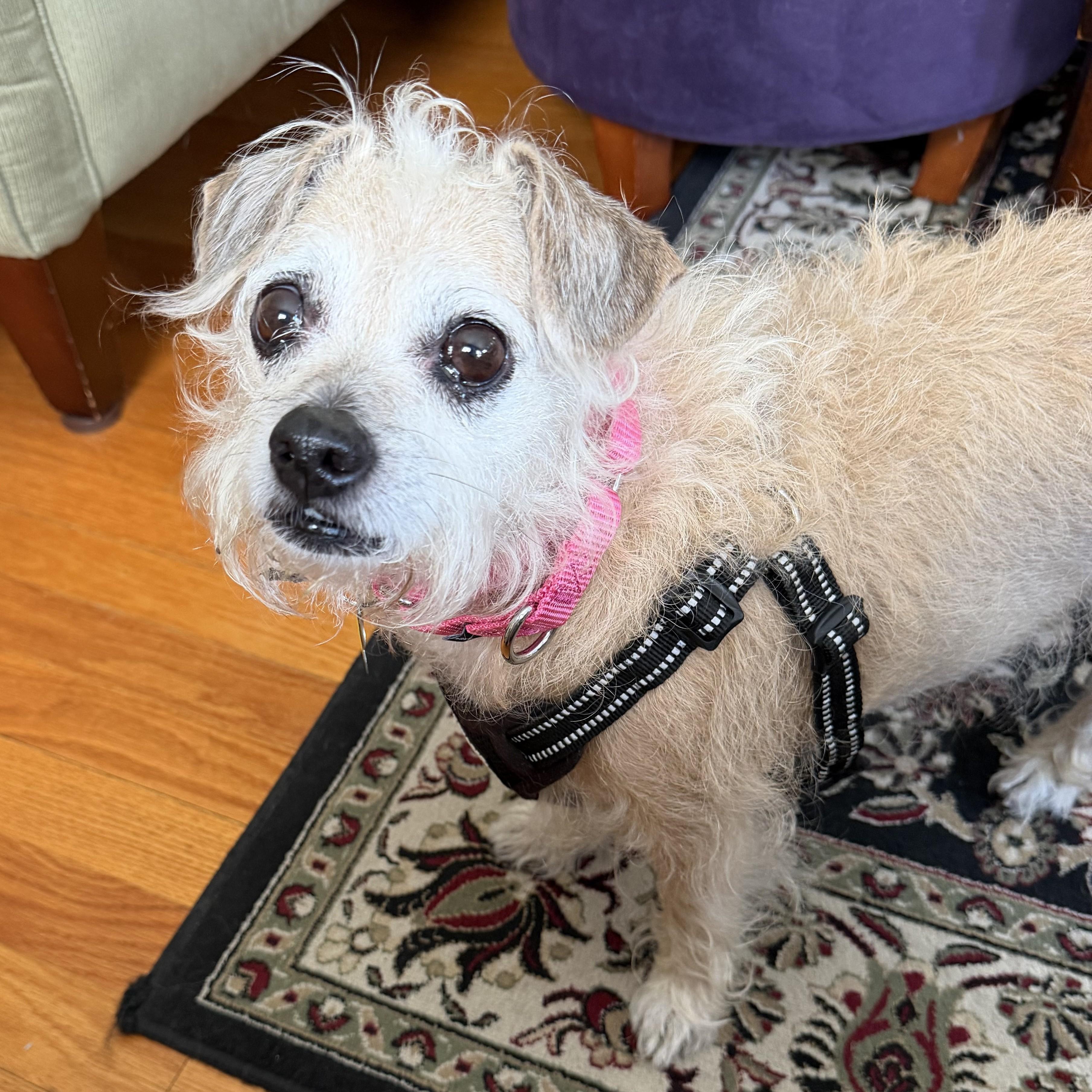 Chloe, an adopted mixed breed in Albany, NY image 1/6