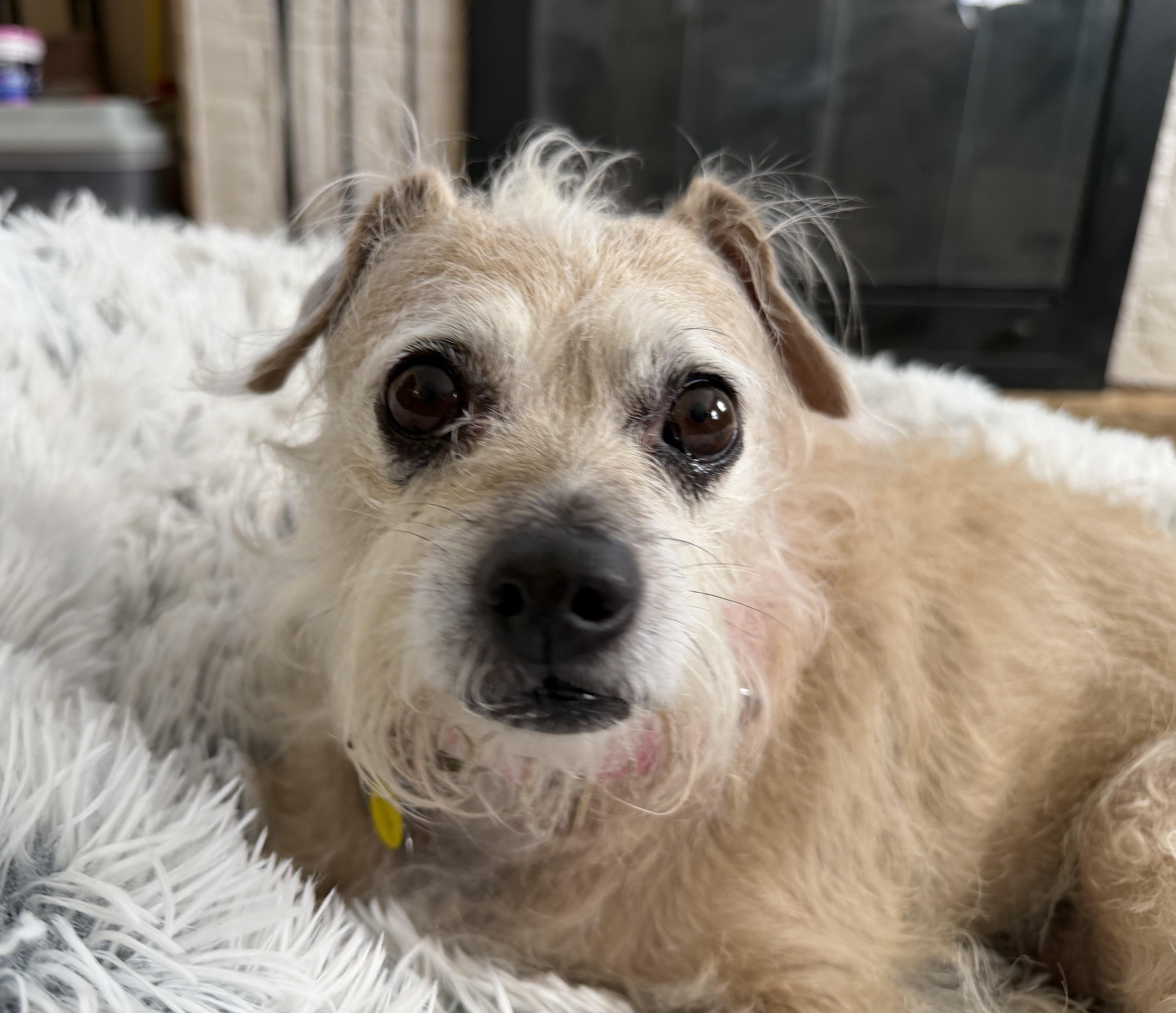 Chloe, an adopted mixed breed in Albany, NY image 2/6