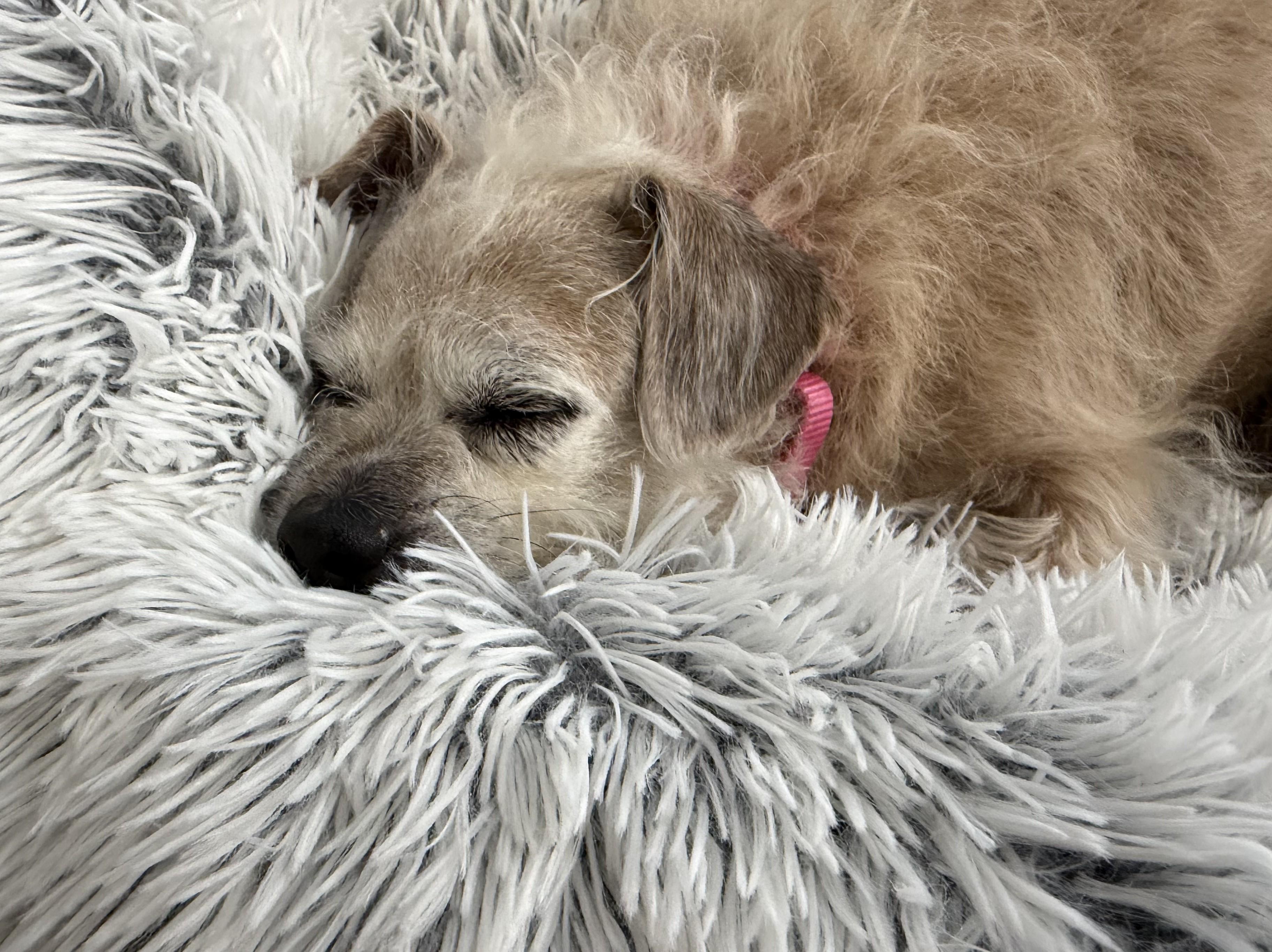 Chloe, an adopted mixed breed in Albany, NY image 4/6