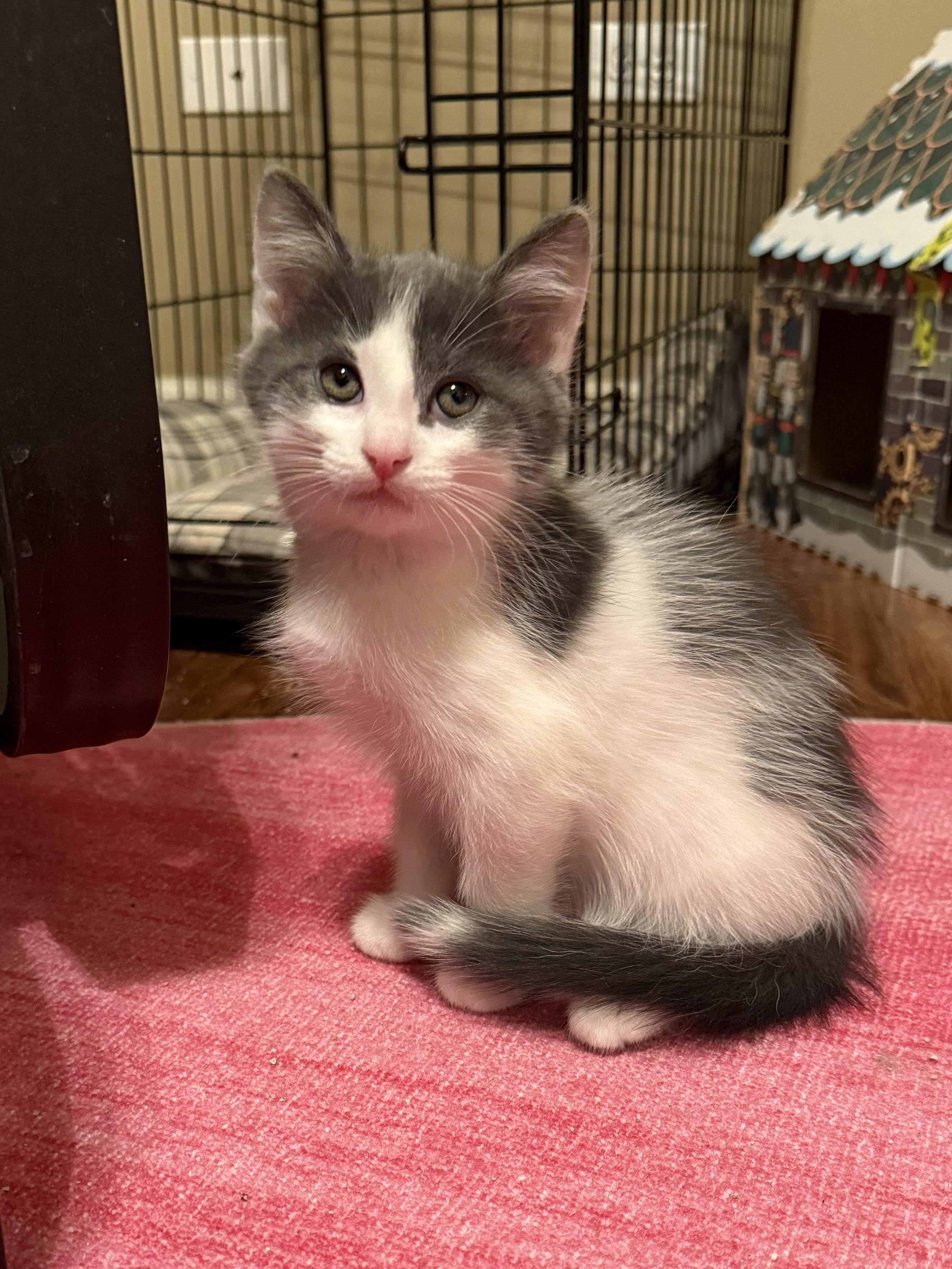 Pumpkin Pie, Adopted, Kitten Male Domestic Medium Hair.