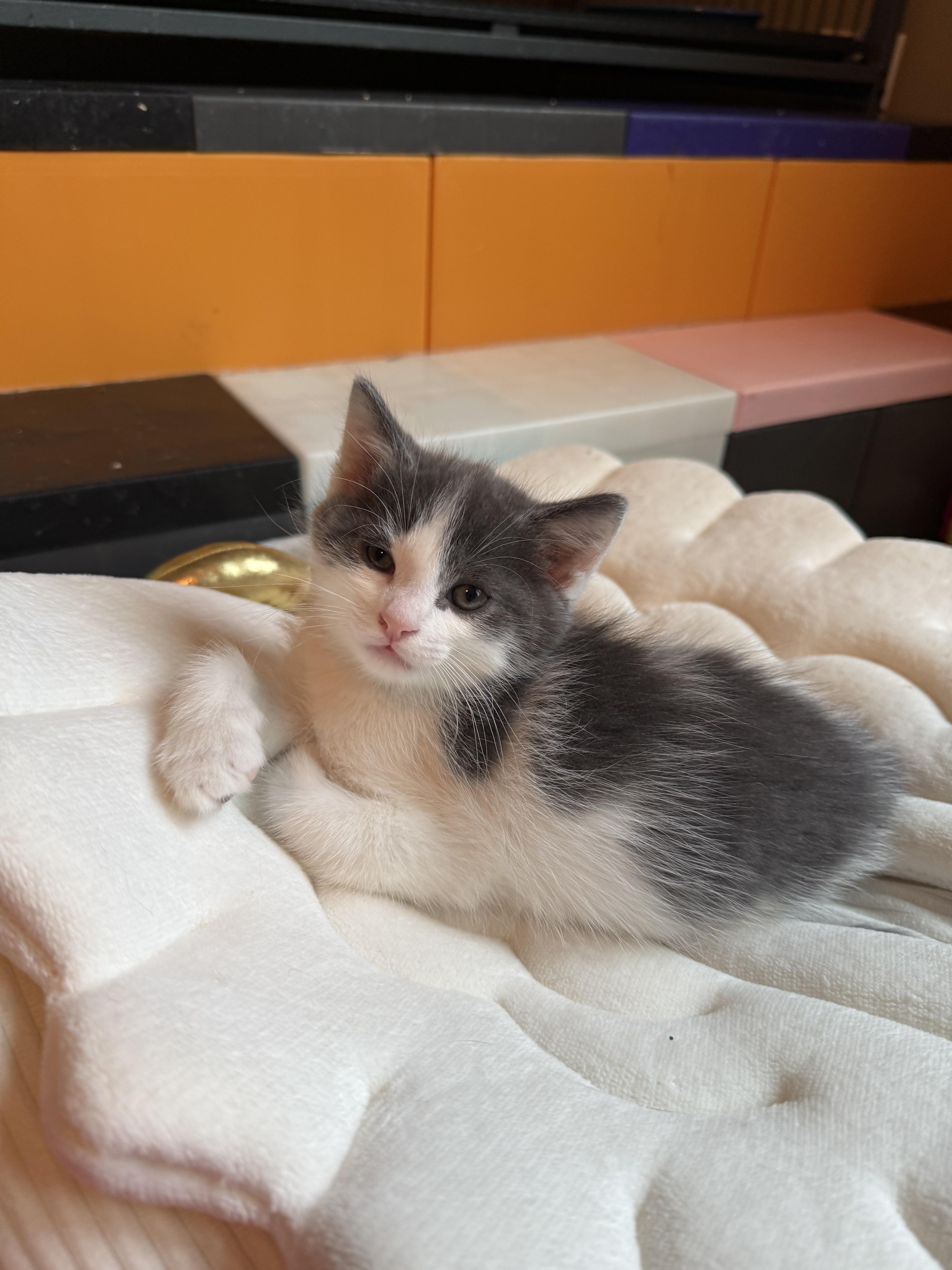 Enlarge Pumpkin Pie, a Adopted Domestic Medium Hair in Downers Grove, IL image 3/3