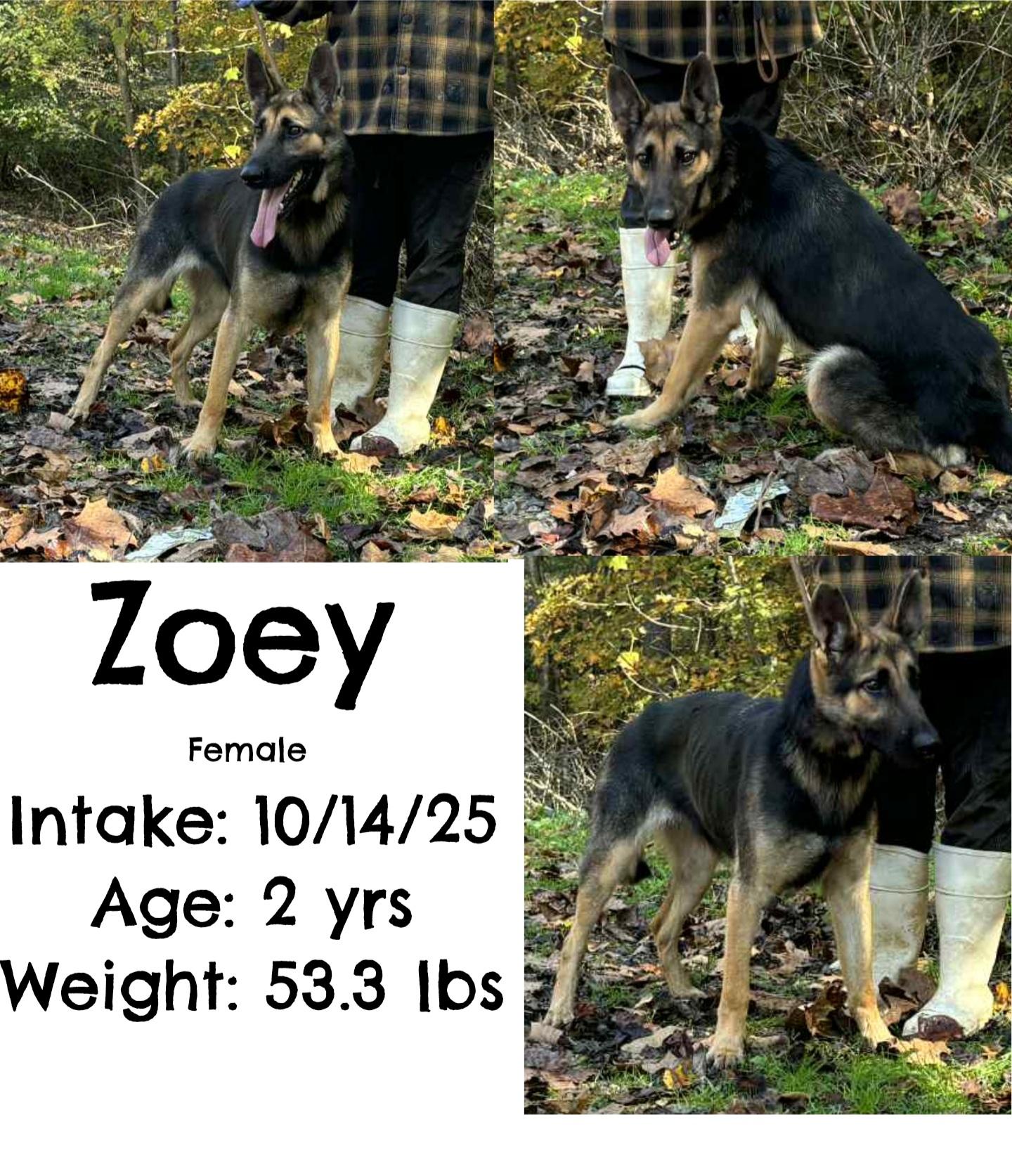 Zoey, Adoptable, Young Female German Shepherd Dog.
