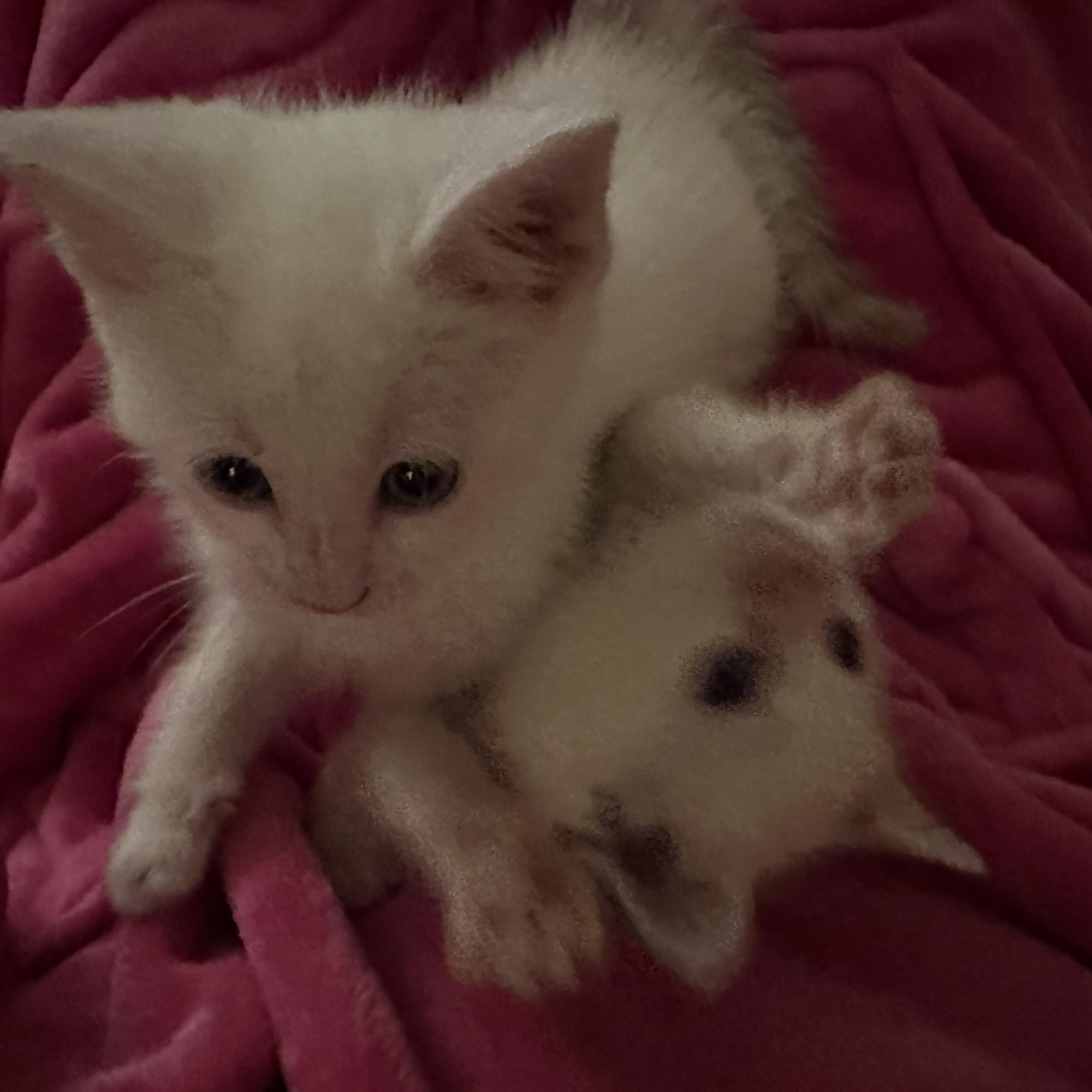 Coal & Flame (bonded pair)