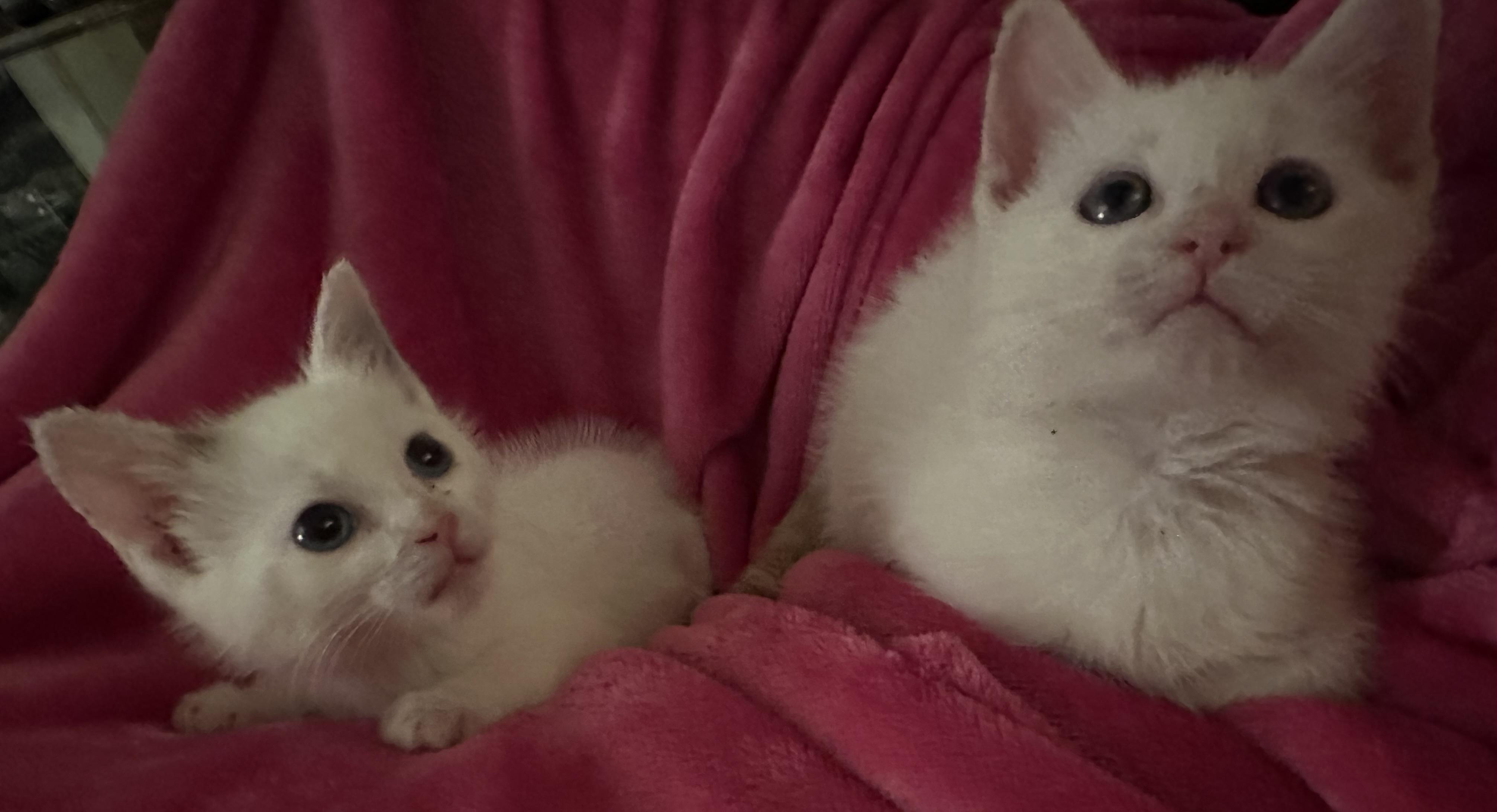 Coal & Flame (bonded pair)