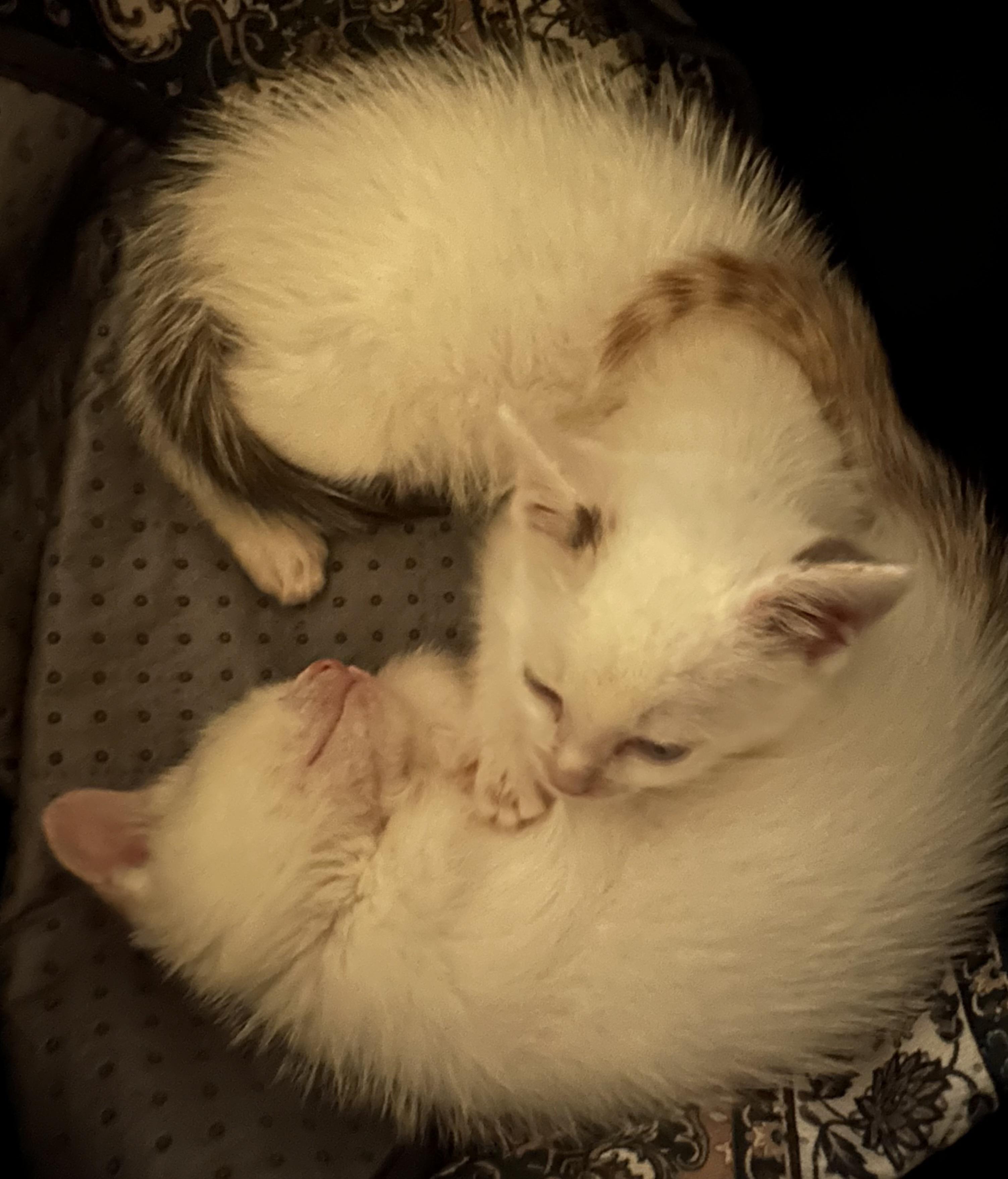 Coal & Flame (bonded pair)