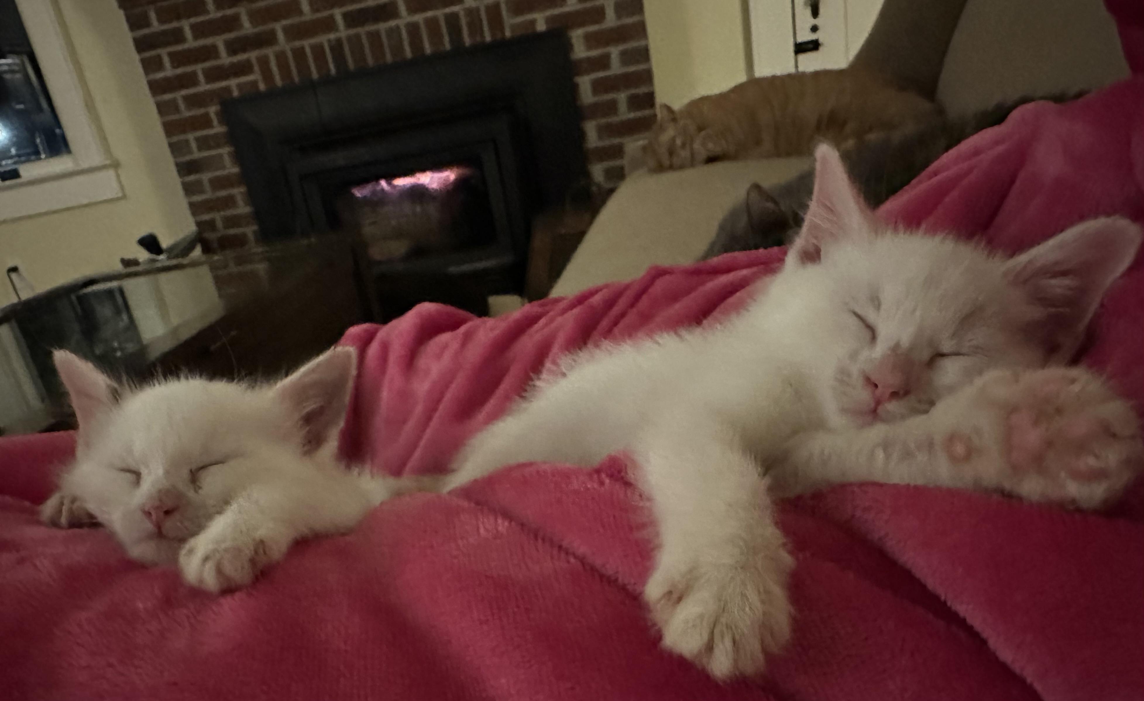 Coal & Flame (bonded pair)