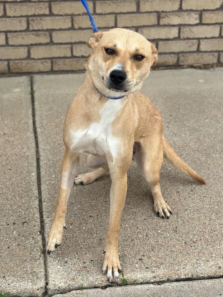 Enlarge Hasley, a Adoptable Australian Cattle Dog / Blue Heeler in Columbus, NE image 1/1