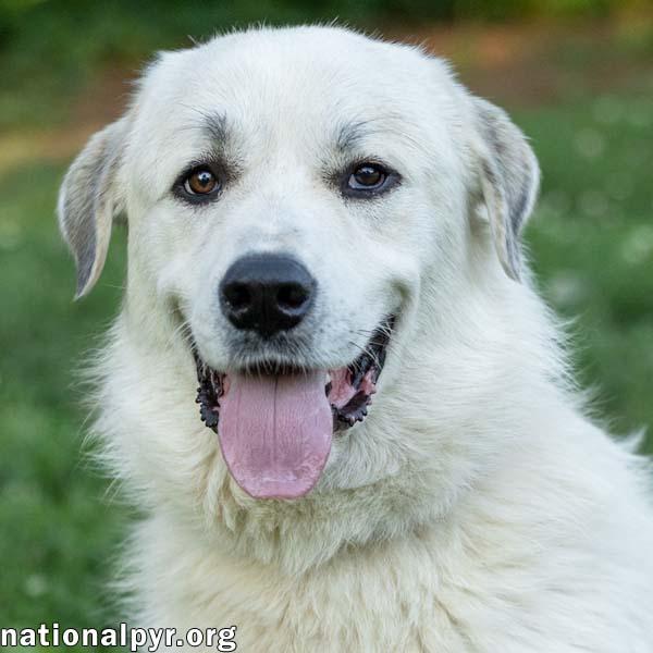 Roo Roo in CT - Adores Attention, Adoptable, Young Male Great Pyrenees.