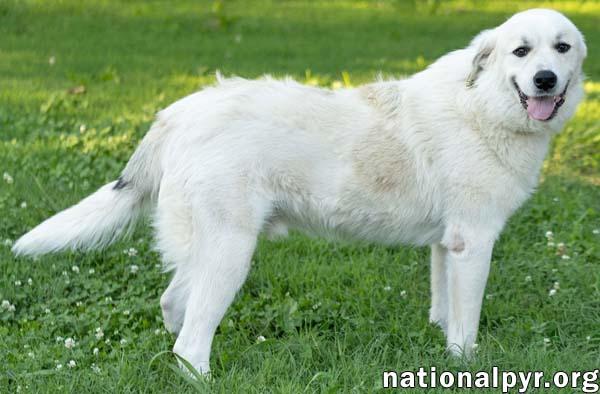 Enlarge Roo Roo in CT - Adores Attention, a Adoptable Great Pyrenees in Putnam, CT image 3/4