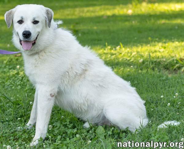 Enlarge Roo Roo in CT - Adores Attention, a Adoptable Great Pyrenees in Putnam, CT image 2/4