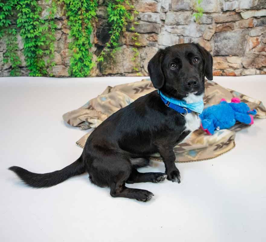 Enlarge Connor, an adopted mixed breed in Kennesaw, GA image 6/6