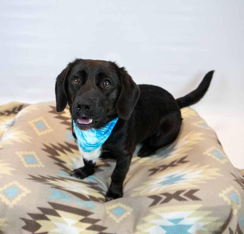 Enlarge Connor, an adopted mixed breed in Kennesaw, GA image 3/6