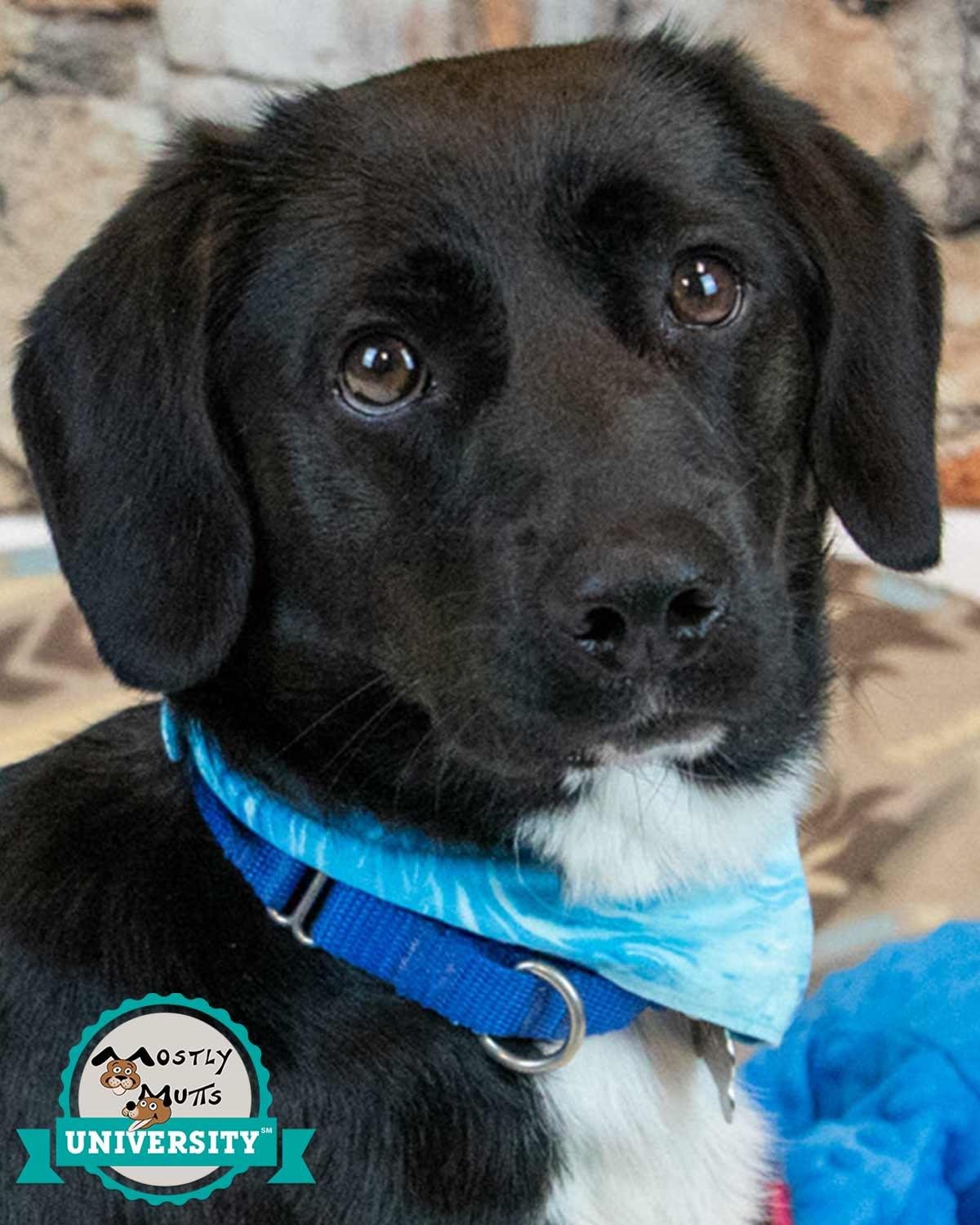 Connor, adopted, Adult Male Labrador Retriever & Dachshund.