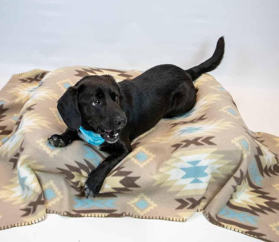 Enlarge Connor, an adopted mixed breed in Kennesaw, GA image 2/6