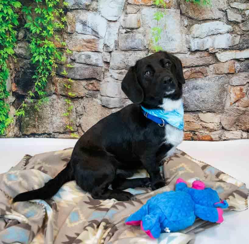 Enlarge Connor, an adopted mixed breed in Kennesaw, GA image 4/6