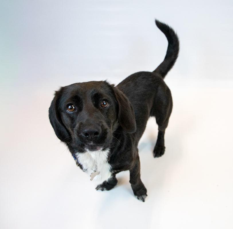 Enlarge Connor, an adopted mixed breed in Kennesaw, GA image 5/6