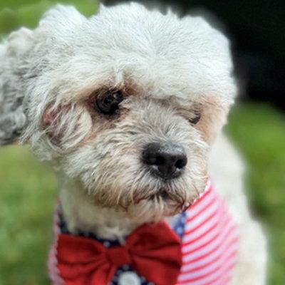 Luke, Adoptable, Adult Male Shih Tzu & Poodle.