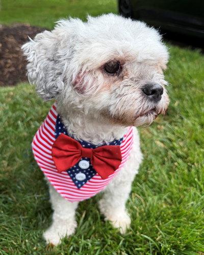 Luke, a Adoptable mixed breed in Arlington, VA image 2/3
