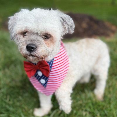Luke, a Adoptable mixed breed in Arlington, VA image 3/3
