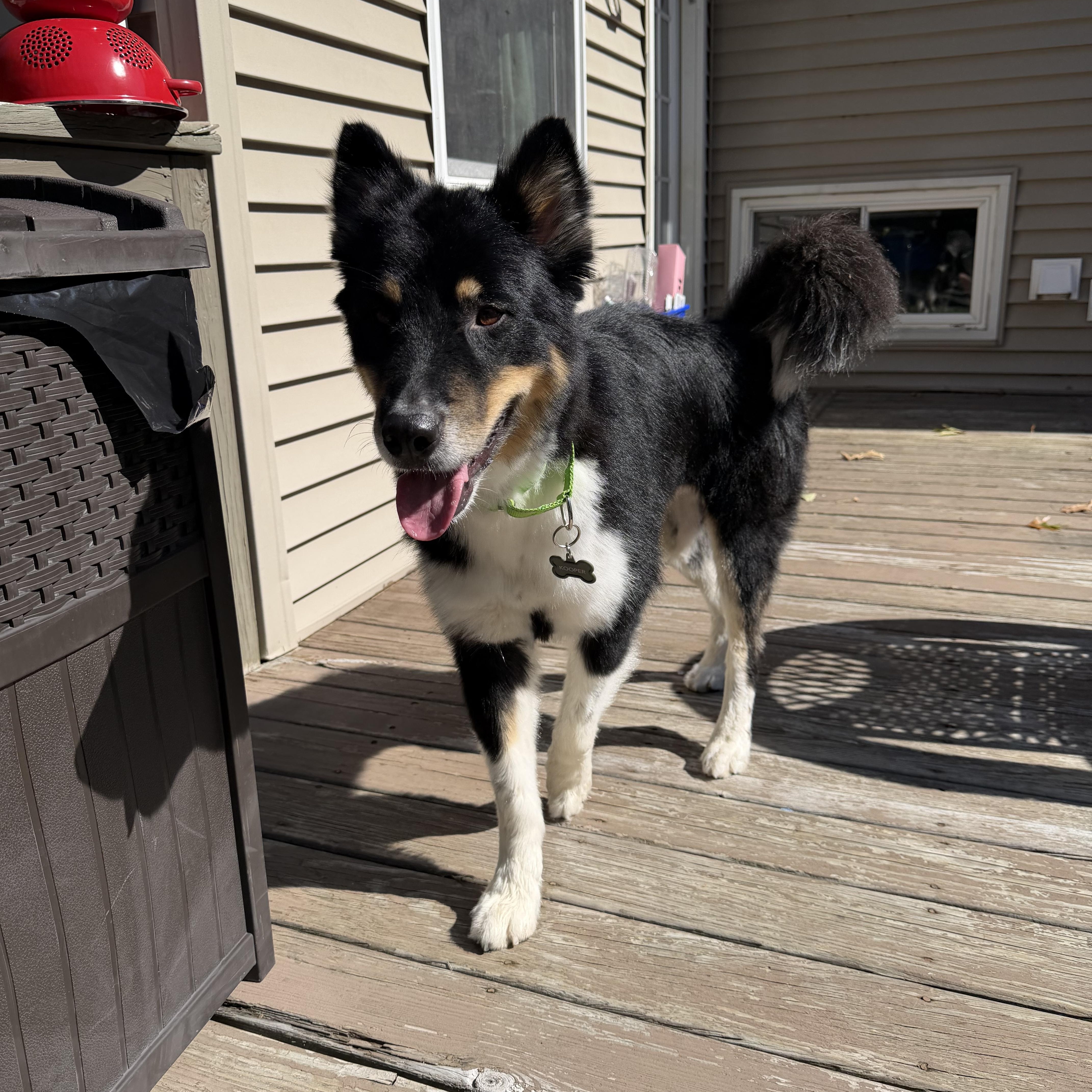 Enlarge Kooper, a Adoptable mixed breed in Jersey City, NJ image 4/4