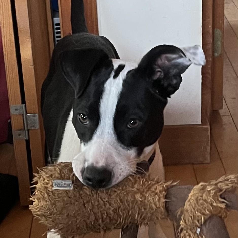 Enlarge Carmen, a ADOPTABLE mixed breed in Danville, VT image 6/6