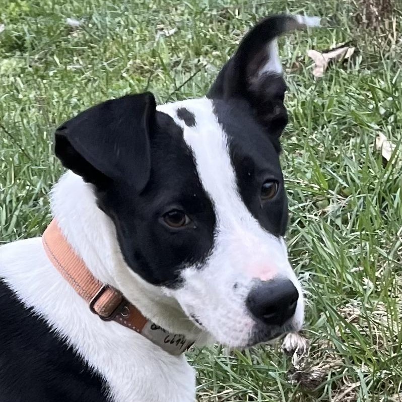 Carmen, ADOPTABLE, Adult Female Mixed Breed & Border Collie.