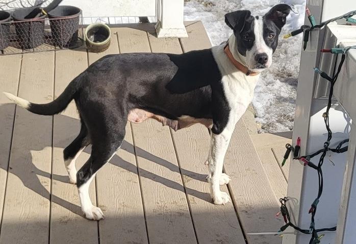 Carmen, ADOPTABLE, Adult Female Mixed Breed & Border Collie.