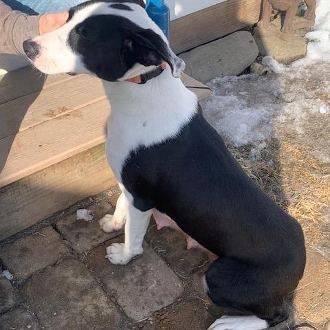 Carmen, a ADOPTABLE mixed breed in Danville, VT image 5/5