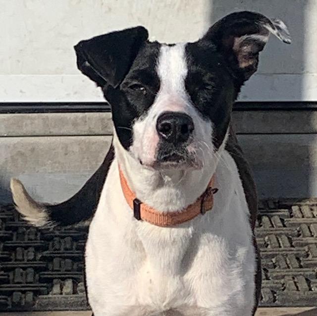 Carmen, a ADOPTABLE mixed breed in Danville, VT image 3/5