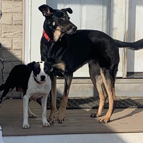 Carmen, ADOPTABLE, Adult Female Mixed Breed & Border Collie.