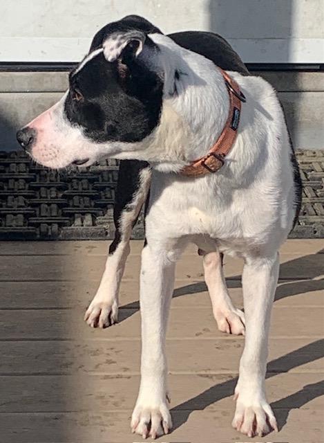 Carmen, a ADOPTABLE mixed breed in Danville, VT image 4/5