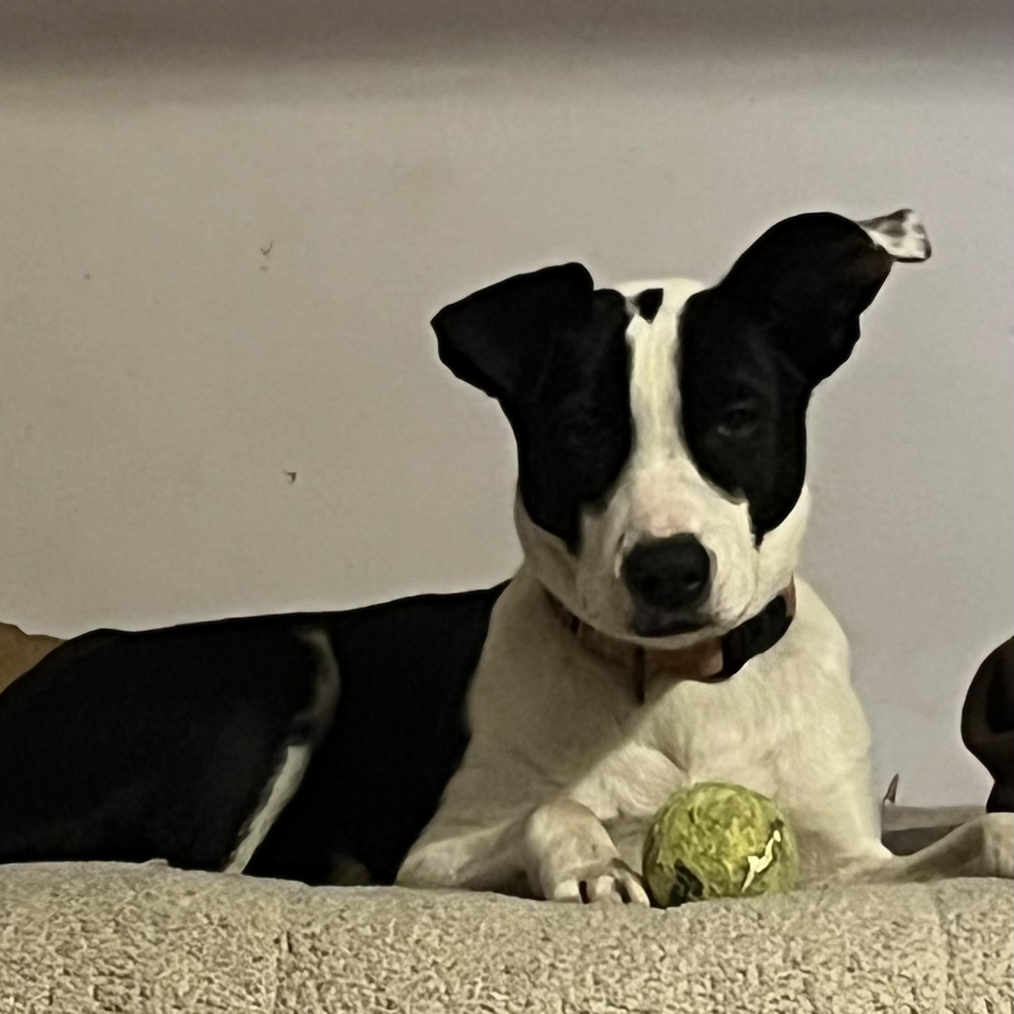 Enlarge Carmen, a ADOPTABLE mixed breed in Danville, VT image 5/6