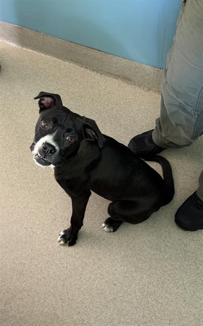 Enlarge LUELLA, a Adoptable mixed breed in Newton, NC image 1/1